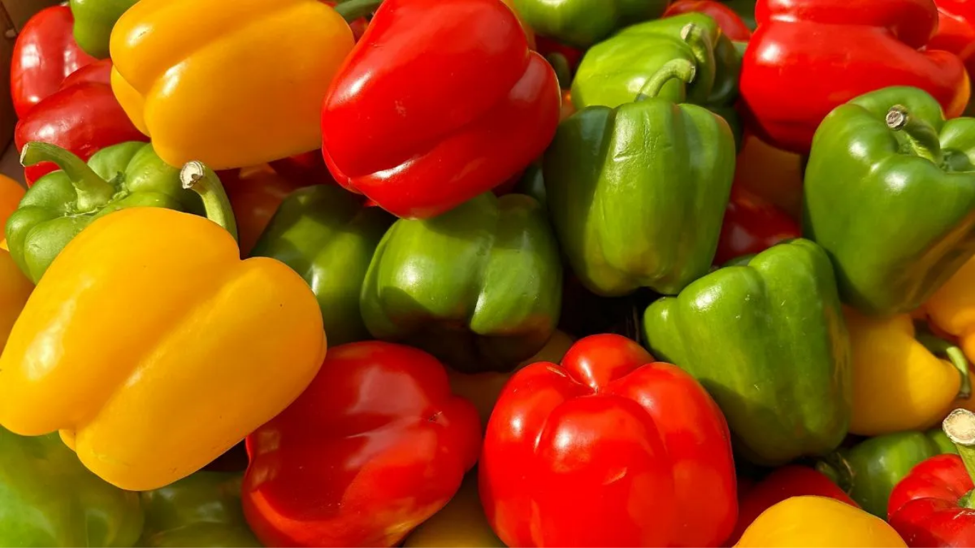 Capsicum Export