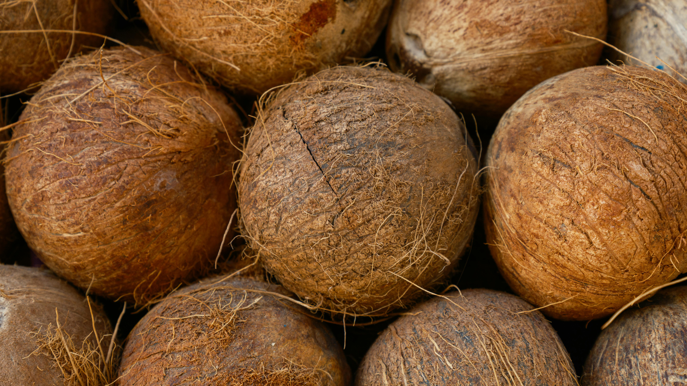Fresh Indian Coconut Export