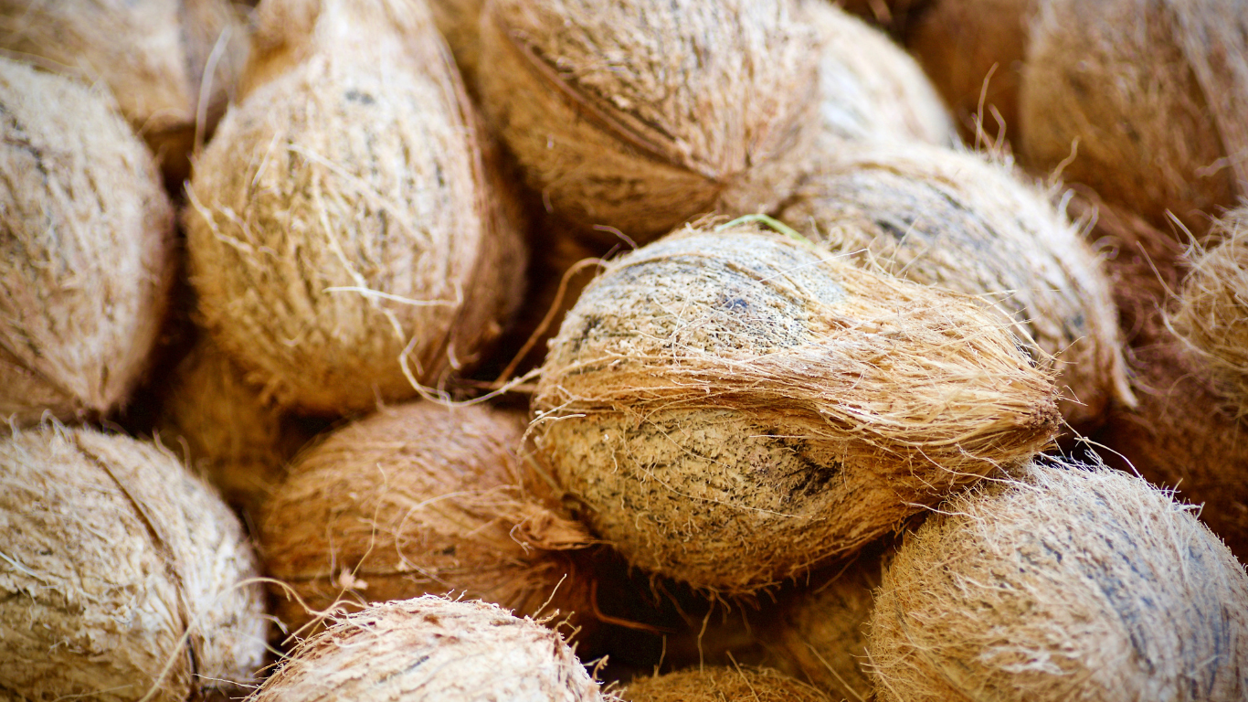 Semi Husked Coconut Export Quality